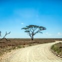 TZA MAR SerengetiNP 2016DEC24 RoadB144 006 : 2016, 2016 - African Adventures, Africa, Date, December, Eastern, Mara, Month, Places, Road B144, Serengeti National Park, Tanzania, Trips, Year